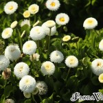 Bellis perennis