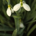 Galanthus gracilis
