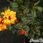 Berberis x lologensis