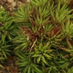 Haworthia angustifolia