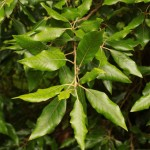 Quercus ilex