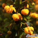 Berberis buxifolia