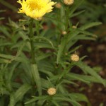 01leucanthemum04 'Goldrush'