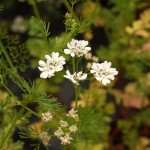 01coriandrum04