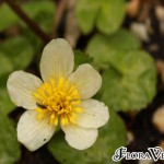 01caltha09 var. alba