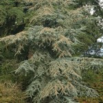 01cedrus00