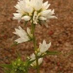 02campanula05 'Alba'