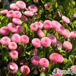 01bellis06 'Pomponette Pink'