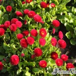 01bellis07 'Pomponette Red'