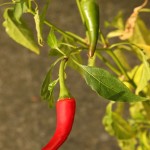 01capsicum04