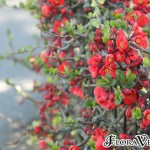 01chaenomeles01 'Rowallane'