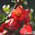 01chaenomeles03