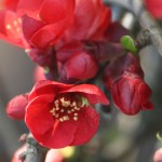01chaenomeles04