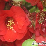 01chaenomeles07 'Crimson and Gold'