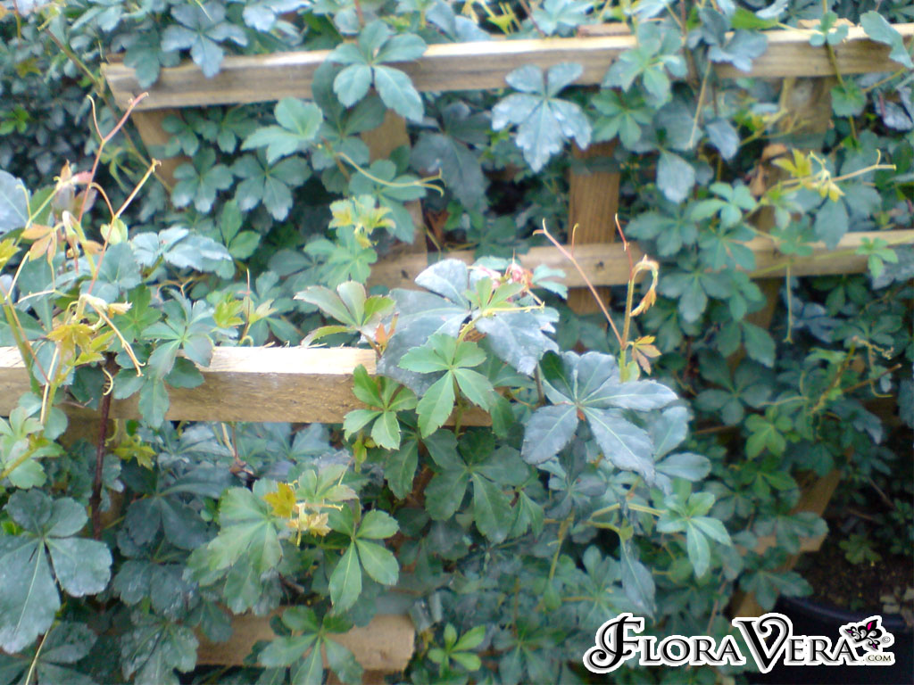 Cissus striata « Floravera