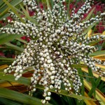 01cordyline03