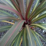 01cordyline05 'Sundance'