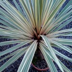 01cordyline06 'Torbay Dazzler'