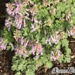 01corydalis01