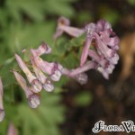 01corydalis03