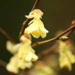 01corylopsis04