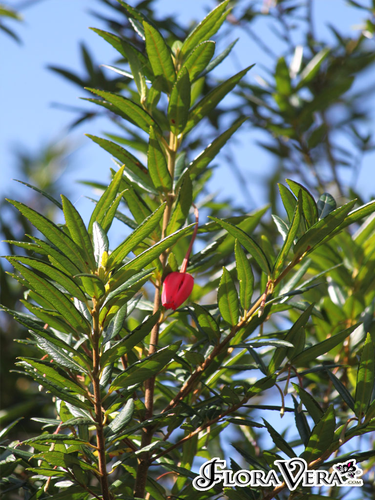 Crinodendron hookerianum « Floravera