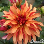 01dahlia06