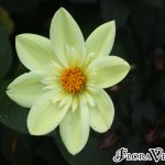 01dahlia09
