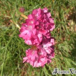 02armeria05