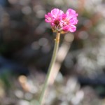 02armeria06 'Rubifolia'
