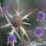01eryngium01