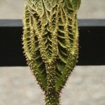 01gunnera03