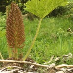 01gunnera04