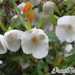 02eucryphia02