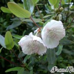 02eucryphia04 'Pink Cloud'