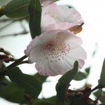 02eucryphia05 'Pink Cloud'