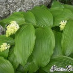 01maianthemum01