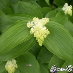 01maianthemum02