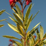 01nerium04 ‘Variegatum’