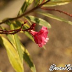 01nerium05 ‘Variegatum’