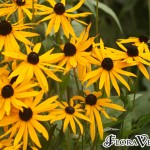 01rudbeckia01 var. sullivantii ‘Goldstrum’