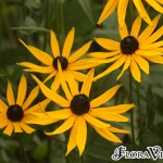 01rudbeckia02 var. sullivantii ‘Goldstrum’