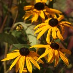 01rudbeckia03 var. sullivantii ‘Goldstrum’