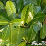 02prunus01 'Rotundifolia'