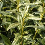 02prunus07 'Herbergii'