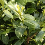 02prunus08 'Caucasica'