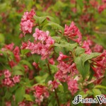01weigela04