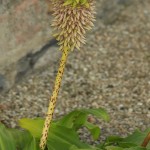 01eucomis01