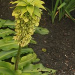 01eucomis02