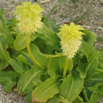 01eucomis04 'Alba'
